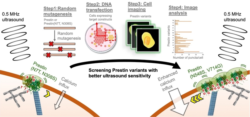 恭喜 生科系林玉俊老師的傑出研究"Enhancing prestin oligomerization for superior sonogenetics"發表於國際頂尖期刊《Theranostics》!圖片